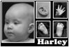 Harley : We had the pleasure to photograph 6 month old Harley Seymore. 
As you can see this little lady is a cutie.